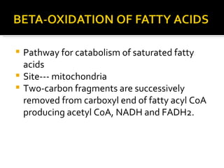 Pathway for catabolism of saturated fatty acids Site--- mitochondria Two-carbon fragments are successively removed from carboxyl end of fatty acyl CoA producing acetyl CoA, NADH and FADH2. 