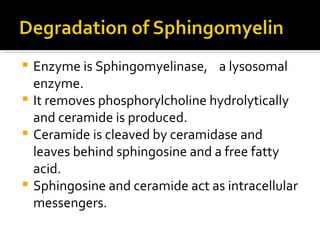 <ul><li>Enzyme is Sphingomyelinase,  a lysosomal enzyme. </li></ul><ul><li>It removes phosphorylcholine hydrolytically and...