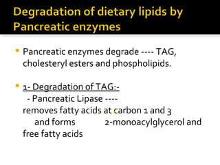 <ul><li>Pancreatic enzymes degrade ---- TAG, cholesteryl esters and phospholipids. </li></ul><ul><li>1- Degradation of TAG...