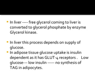 <ul><li>In liver ---- free glycerol coming to liver is converted to glycerol phosphate by enzyme Glycerol kinase. </li></u...