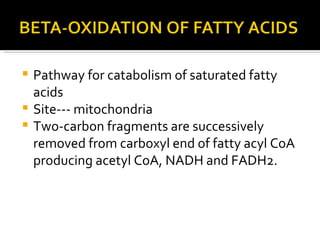 <ul><li>Pathway for catabolism of saturated fatty acids </li></ul><ul><li>Site--- mitochondria </li></ul><ul><li>Two-carbo...