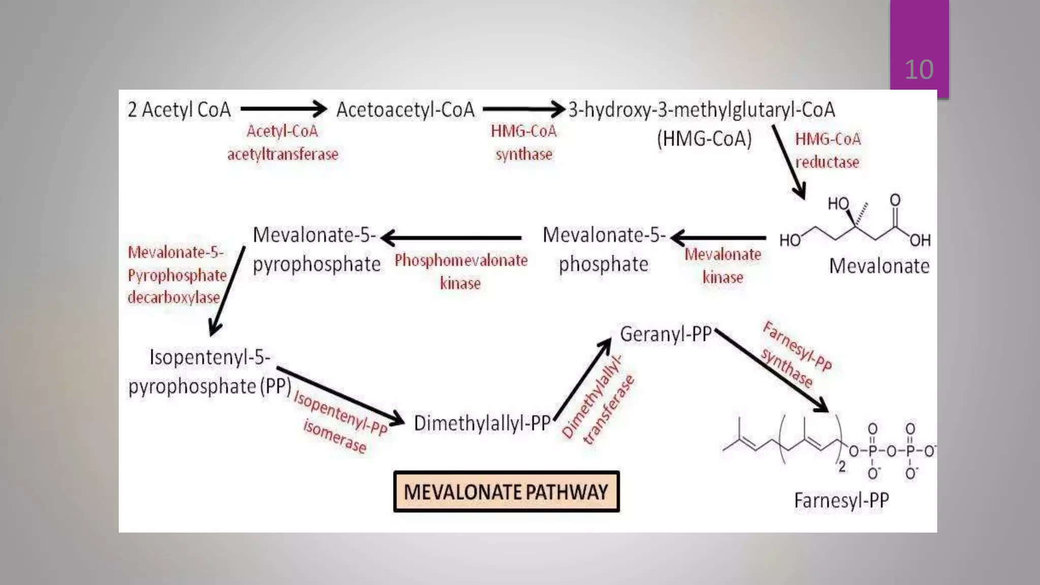 LIPID METABOLISM (Anabolism and Catabolism) | PPTX