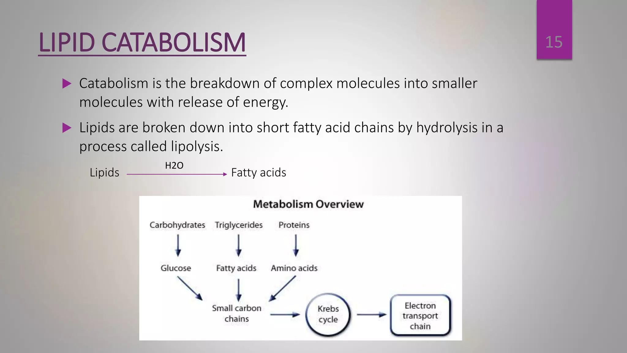 LIPID METABOLISM (Anabolism and Catabolism) | PPTX