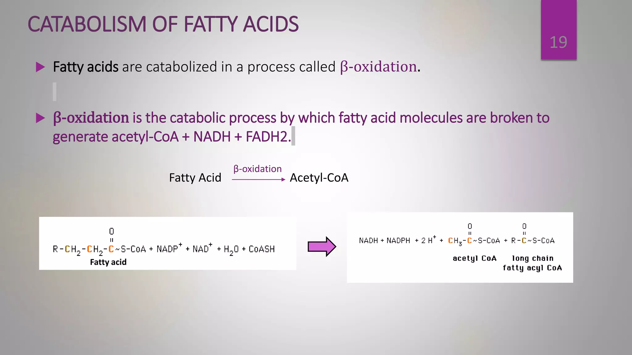 LIPID METABOLISM (Anabolism and Catabolism) | PPTX