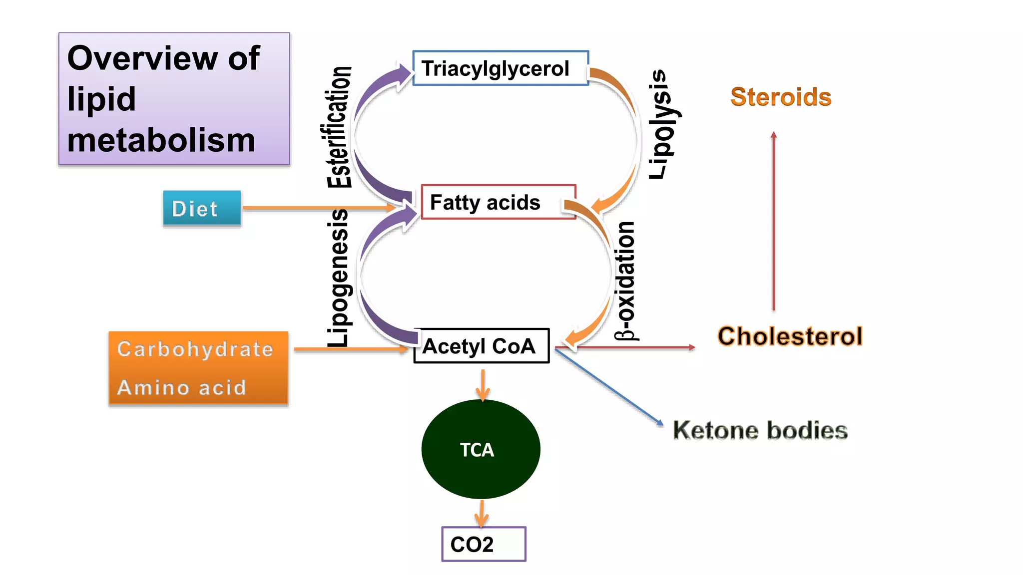Lipid Metabolism | PPTX