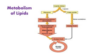 Lipid Metabolism | PPTX