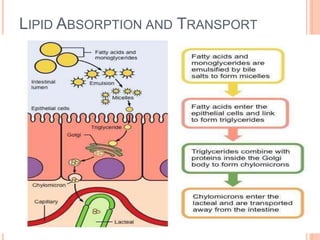 LIPID ABSORPTION AND TRANSPORT
 