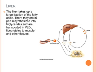 LIVER
 The liver takes up a
large fraction of the fatty
acids. There they are in
part resynthesized into
triglycerides and are
transported in VLDL
lipoproteins to muscle
and other tissues.
 