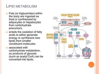 LIPID METABOLISM
 Fats (or triglycerides) within
the body are ingested as
food or synthesized by
adipocytes or hepatocytes
from carbohydrate
precursors.
 entails the oxidation of fatty
acids to either generate
energy or synthesize new
lipids from smaller
constituent molecules.
 associated with
carbohydrate metabolism,
as products of glucose
(such as acetyl CoA) can be
converted into lipids.
 