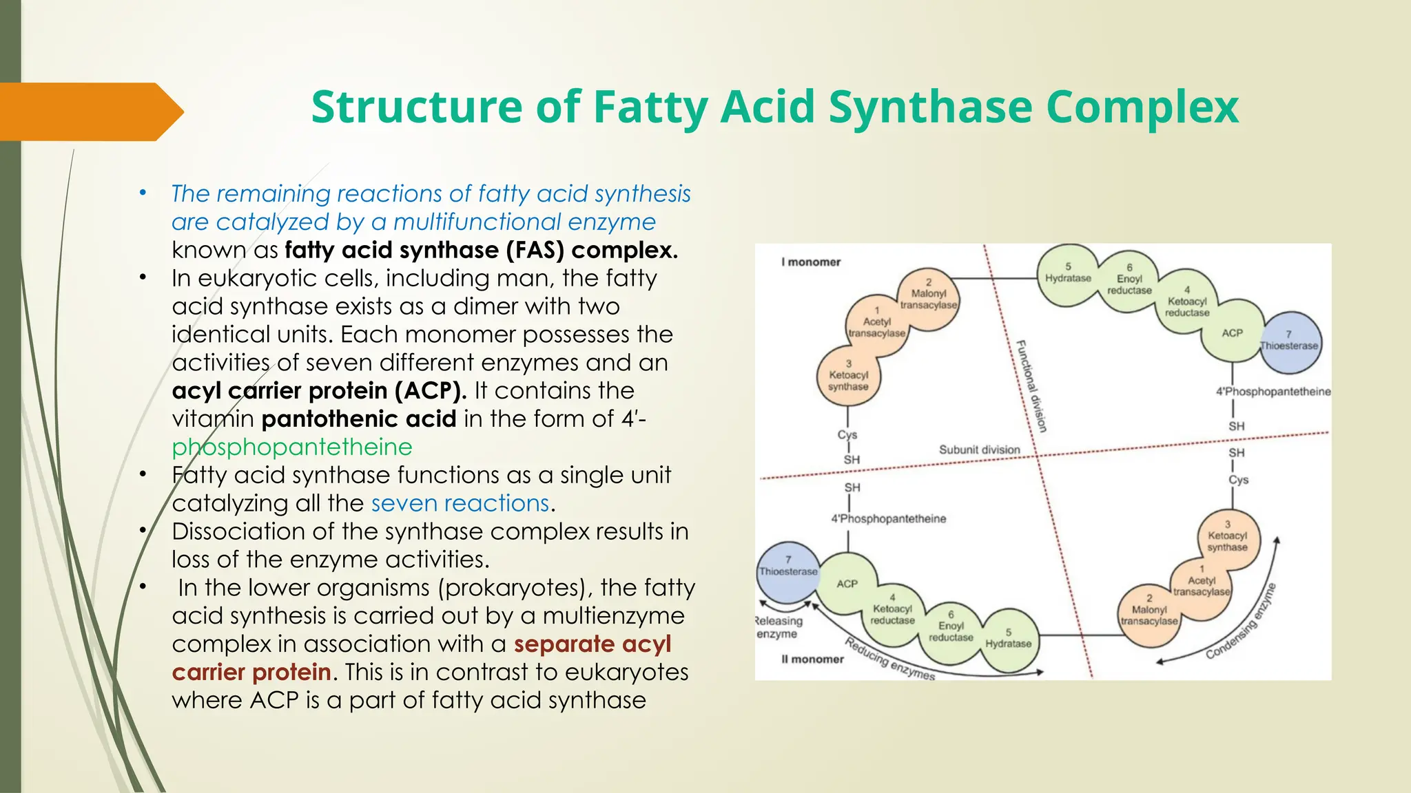 Fas Structure Lipid metabolism by Niazi Medical and Dental College.pptx