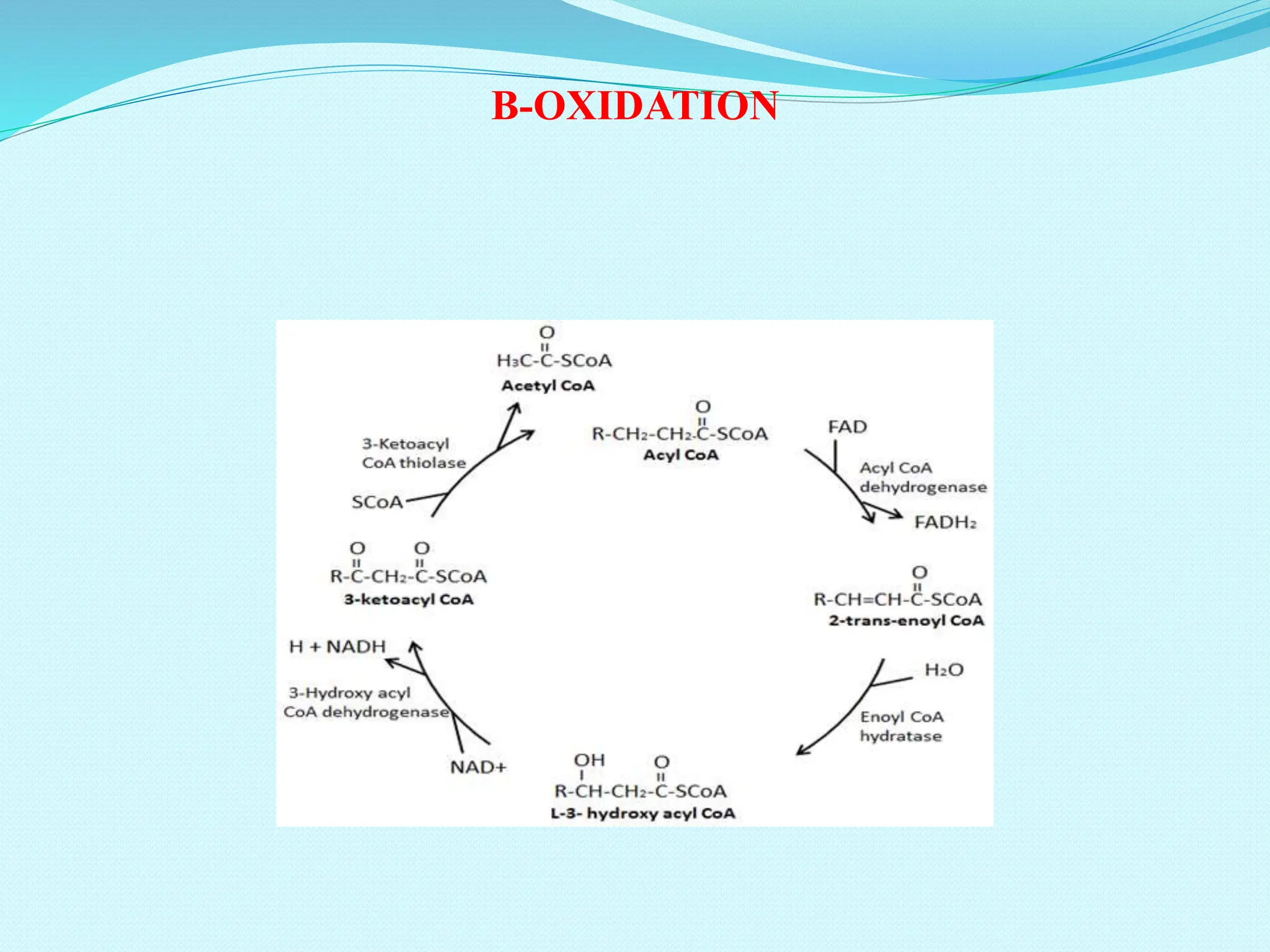 Lipid Metabolism-Lipolysis, Lipid synthesis, Beta Oxidation of Fatty ...