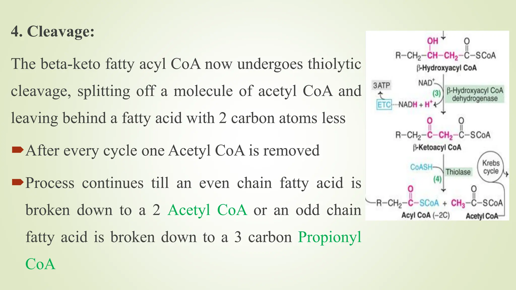 Lipid metabolism - Lipolysis, Beta Oxidation of fatty acids | PDF