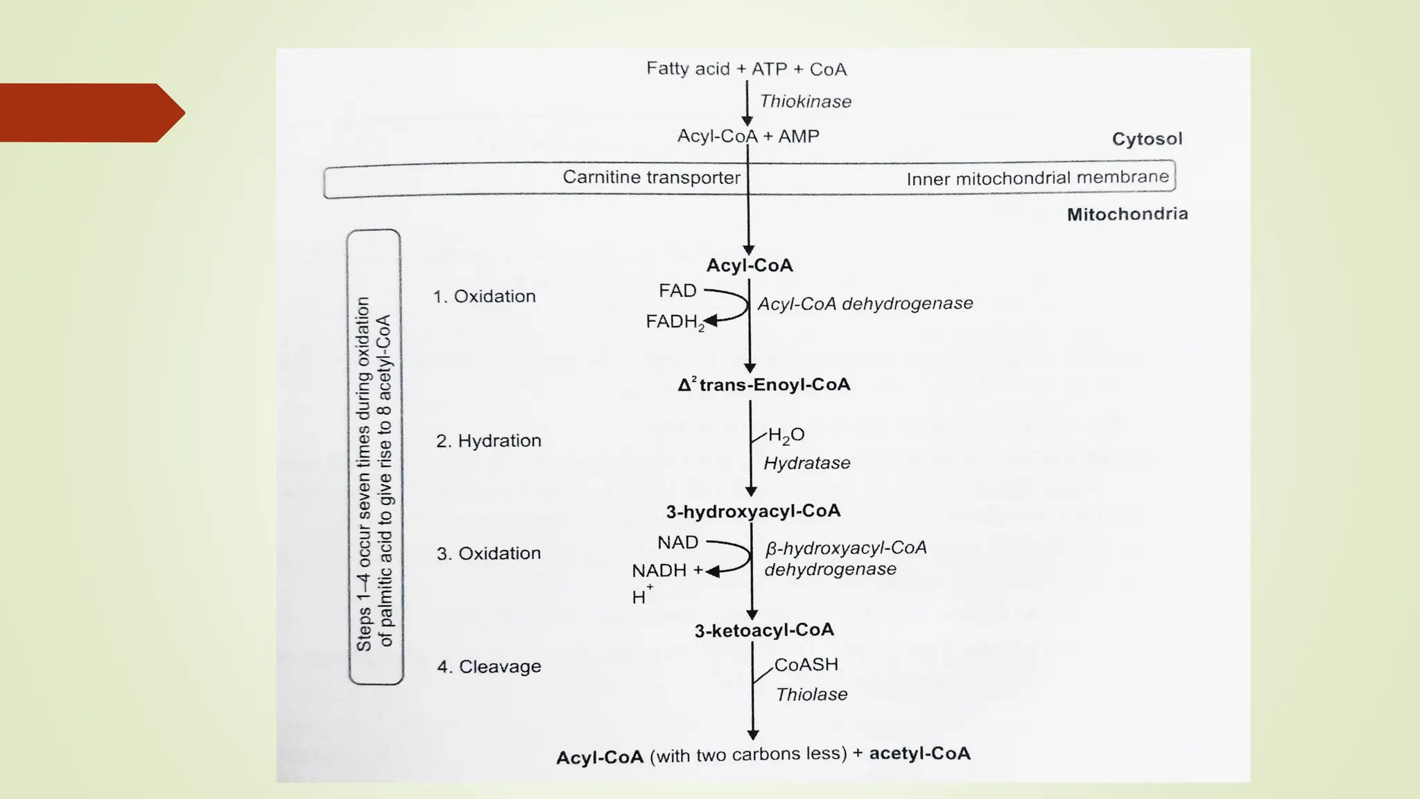 Lipid metabolism - Lipolysis, Beta Oxidation of fatty acids | PDF