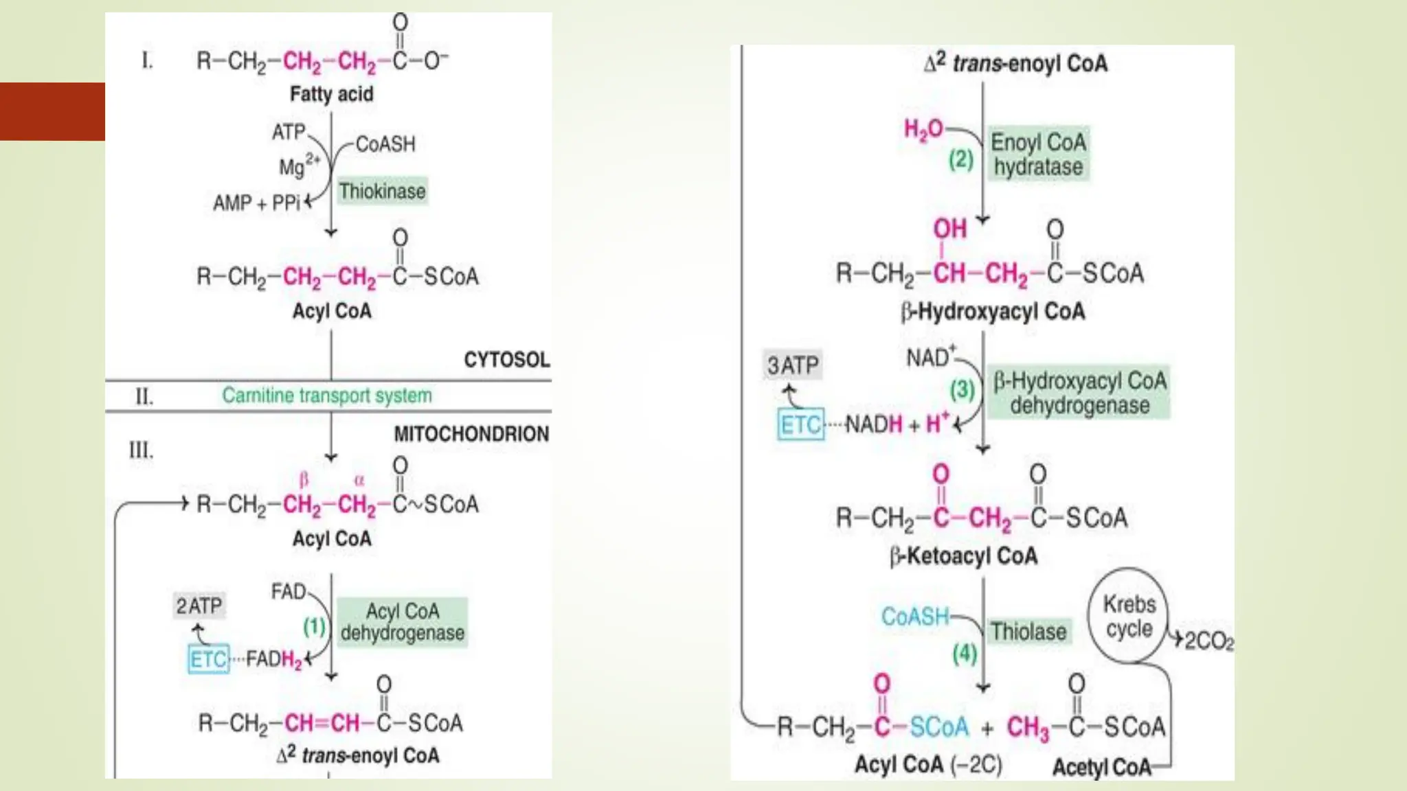 Lipid metabolism - Lipolysis, Beta Oxidation of fatty acids | PDF