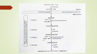 Lipid metabolism - Lipolysis, Beta Oxidation of fatty acids | PDF