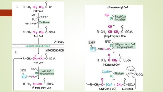 Lipid metabolism - Lipolysis, Beta Oxidation of fatty acids | PDF ...