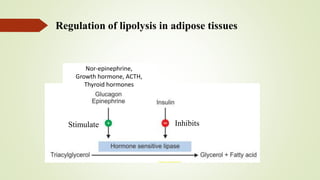 Lipid metabolism - Lipolysis, Beta Oxidation of fatty acids | PDF