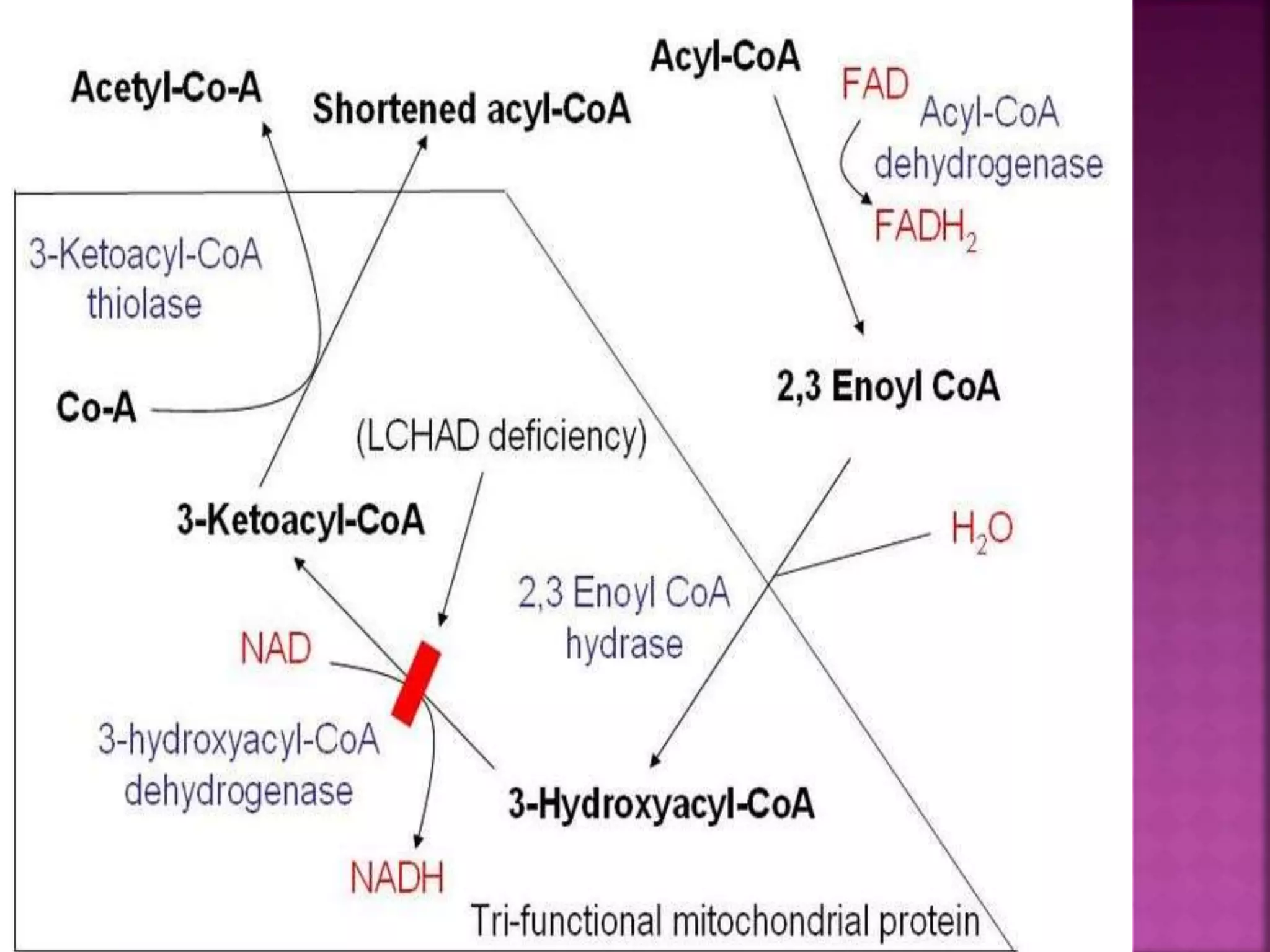 Lipolysis & Fatty acid oxidation | PPT
