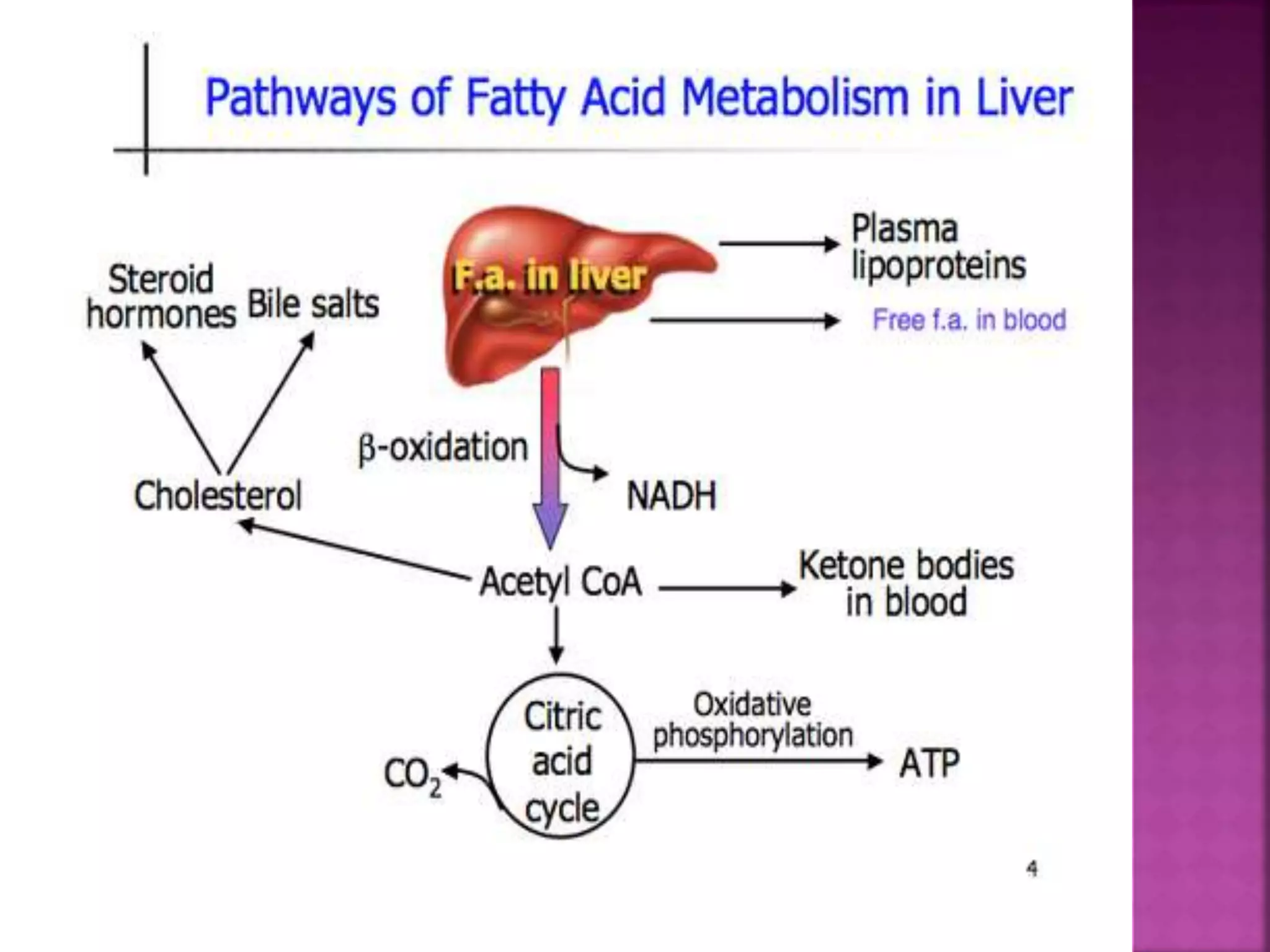 Lipolysis & Fatty acid oxidation | PPT