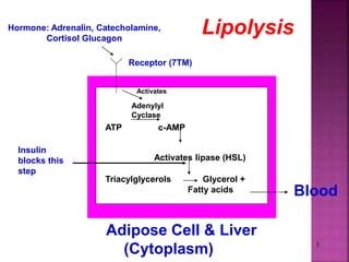 Stunning Adipose Lipolysis Releases Fatty Acids image