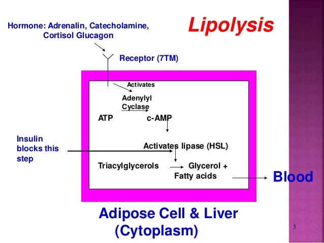 how triglycerides control acid oxidation & Fatty Lipolysis how triglycerides control acid oxidation & Fatty Lipolysis