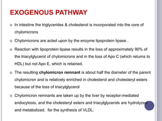 EXOGENOUS PATHWAY
 In intestine the triglycerides & cholesterol is incorporated into the core of
chylomicrons
 Chylomicrons are acted upon by the enzyme lipoprotein lipase .
 Reaction with lipoprotein lipase results in the loss of approximately 90% of
the triacylglycerol of chylomicrons and in the loss of Apo C (which returns to
HDL) but not Apo E, which is retained.
 The resulting chylomicron remnant is about half the diameter of the parent
chylomicron and is relatively enriched in cholesterol and cholesteryl esters
because of the loss of triacylglycerol
 Chylomicron remnants are taken up by the liver by receptor-mediated
endocytosis, and the cholesteryl esters and triacylglycerols are hydrolyzed
and metabolized. for the synthesis of VLDL.
 