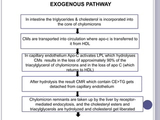 In intestine the triglycerides & cholesterol is incorporated into
the core of chylomicrons
CMs are transported into circulation where apo-c is transferred to
it from HDL
In capillary endothelium Apo-C activates LPL which hydrolyses
CMs results in the loss of approximately 90% of the
triacylglycerol of chylomicrons and in the loss of apo C (which
returns to HDL)
After hydrolysis the result CMR which contain CE>TG gets
detached from capillary endothelium
Chylomicron remnants are taken up by the liver by receptor-
mediated endocytosis, and the cholesteryl esters and
triacylglycerols are hydrolyzed and cholesterol get liberated
EXOGENOUS PATHWAY
 