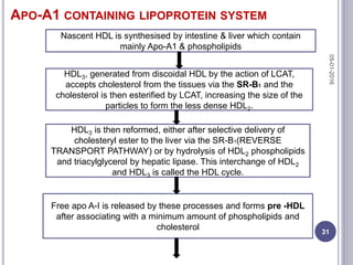 APO-A1 CONTAINING LIPOPROTEIN SYSTEM
Nascent HDL is synthesised by intestine & liver which contain
mainly Apo-A1 & phospholipids
HDL3, generated from discoidal HDL by the action of LCAT,
accepts cholesterol from the tissues via the SR-B1 and the
cholesterol is then esterified by LCAT, increasing the size of the
particles to form the less dense HDL2.
HDL3 is then reformed, either after selective delivery of
cholesteryl ester to the liver via the SR-B1(REVERSE
TRANSPORT PATHWAY) or by hydrolysis of HDL2 phospholipids
and triacylglycerol by hepatic lipase. This interchange of HDL2
and HDL3 is called the HDL cycle.
Free apo A-I is released by these processes and forms pre -HDL
after associating with a minimum amount of phospholipids and
cholesterol
05-01-2016
31
 