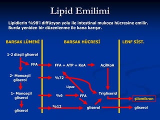 Lipid Emilimi
Lipidlerin %98’i diffüzyon yolu ile intestinal mukoza hücresine emilir.
Burda yeniden bir düzenlenme ile kana karışır.
BARSAK LÜMENİ

BARSAK HÜCRESİ

LENF SİST.

1-2 diaçil gliserol
FFA
2- Monoaçil
gliserol

FFA + ATP + KoA

AçilKoA

%72
Lipaz

1- Monoaçil
gliserol
gliserol

%6
%12

FFA

Trigliserid
şilomikron
gliserol

gliserol

 