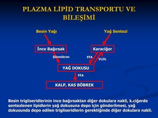 PLAZMA LİPİD TRANSPORTU VE
BİLEŞİMİ
Besin Yağı

Yağ Sentezi

İnce Bağırsak

Karaciğer

Şilomikron

FFA

VLDL

YAĞ DOKUSU
FFA

KALP, KAS BÖBREK

Besin trigliseridlerinin ince bağırsaktan diğer dokulara nakli, k.ciğerde
sentezlenen lipidlerin yağ dokusuna depo için gönderilmesi, yağ
dokusunda depo edilen trigliseridlerin gerektiğinde diğer dokulara nakli.

 