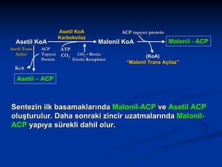 Asetil KoA
Asetil Trans
Açilaz

ACP
Taşıyıcı
Protein

Asetil KoA
Karboksilaz
ATP
CO2

ACP taşıyıcı protein

Malonil KoA

CO2 – Biotin
Enzim Kompleksi

Malonil - ACP

(KoA)
“Malonil Trans Açilaz”

KoA

Asetil – ACP

Sentezin ilk basamaklarında Malonil-ACP ve Asetil ACP
oluşturulur. Daha sonraki zincir uzatmalarında MalonilACP yapıya sürekli dahil olur.

 