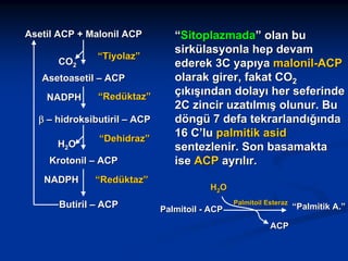 Asetil ACP + Malonil ACP
CO2

“Tiyolaz”

Asetoasetil – ACP
NADPH

“Redüktaz”

β – hidroksibutiril – ACP
H2O

“Dehidraz”

Krotonil – ACP
NADPH

“Redüktaz”

Butiril – ACP

“Sitoplazmada” olan bu
sirkülasyonla hep devam
ederek 3C yapıya malonil-ACP
olarak girer, fakat CO2
çıkışından dolayı her seferinde
2C zincir uzatılmış olunur. Bu
döngü 7 defa tekrarlandığında
16 C’lu palmitik asid
sentezlenir. Son basamakta
ise ACP ayrılır.
H2O
Palmitoil - ACP

Palmitoil Esteraz

ACP

“Palmitik A.”

 