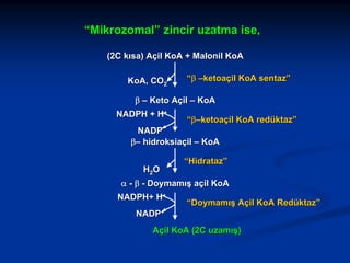 “Mikrozomal” zincir uzatma ise,
(2C kısa) Açil KoA + Malonil KoA
KoA, CO2

“β –ketoaçil KoA sentaz”

β – Keto Açil – KoA
NADPH + H+

“β–ketoaçil KoA redüktaz”

NADP
β– hidroksiaçil – KoA
H2O

“Hidrataz”

α - β - Doymamış açil KoA
NADPH+ H+

“Doymamış Açil KoA Redüktaz”

NADP+
Açil KoA (2C uzamış)

 