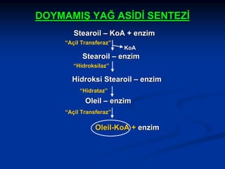 DOYMAMIŞ YAĞ ASİDİ SENTEZİ
Stearoil – KoA + enzim
“Açil Transferaz”

KoA

Stearoil – enzim
“Hidroksilaz”

Hidroksi Stearoil – enzim
“Hidrataz”

Oleil – enzim
“Açil Transferaz”

Oleil-KoA + enzim

 