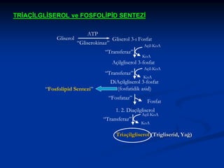TRİAÇİLGLİSEROL ve FOSFOLİPİD SENTEZİ

Gliserol

ATP
“Gliserokinaz”

Gliserol 3-ı Fosfat
Açil-KoA

“Transferaz”

KoA

Açilgliserol 3-fosfat
“Transferaz”
“Fosfolipid Sentezi”

Açil-KoA
KoA

DiAçilgliserol 3-fosfat
(fosfatidik asid)
“Fosfataz”

Fosfat

1. 2. Diaçilgliserol
“Transferaz”

Açil-KoA

KoA

Triaçilgliserol (Trigliserid, Yağ)

 