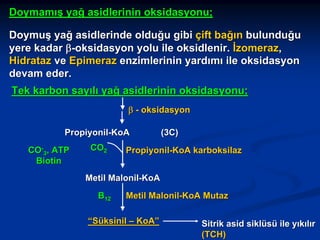 Doymamış yağ asidlerinin oksidasyonu;
Doymuş yağ asidlerinde olduğu gibi çift bağın bulunduğu
yere kadar β-oksidasyon yolu ile oksidlenir. İzomeraz,
Hidrataz ve Epimeraz enzimlerinin yardımı ile oksidasyon
devam eder.
Tek karbon sayılı yağ asidlerinin oksidasyonu;
β - oksidasyon
Propiyonil-KoA
CO-3, ATP
Biotin

CO2

(3C)

Propiyonil-KoA karboksilaz

Metil Malonil-KoA
B12

Metil Malonil-KoA Mutaz

“Süksinil – KoA”

Sitrik asid siklüsü ile yıkılır
(TCH)

 