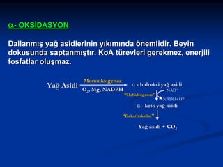 α- OKSİDASYON
Dallanmış yağ asidlerinin yıkımında önemlidir. Beyin
dokusunda saptanmıştır. KoA türevleri gerekmez, enerjili
fosfatlar oluşmaz.
Yağ Asidi

Monooksigenaz
O2, Mg, NADPH

α - hidroksi yağ asidi
“Dehidrogenaz”

NAD+
NADH+H⊕

α - keto yağ asidi
“Dekarboksilaz”

Yağ asidi + CO2

 