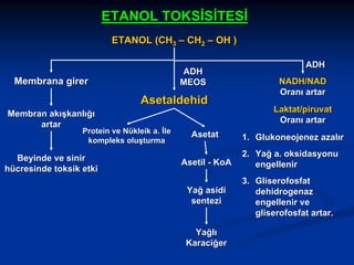 ETANOL TOKSİSİTESİ
ETANOL (CH3 – CH2 – OH )
ADH
MEOS

Membrana girer

Asetaldehid
Membran akışkanlığı
artar

Protein ve Nükleik a. İle
kompleks oluşturma

Beyinde ve sinir
hücresinde toksik etki

Asetat

ADH
NADH/NAD
Oranı artar
Laktat/piruvat
Oranı artar
1. Glukoneojenez azalır

Asetil - KoA

2. Yağ a. oksidasyonu
engellenir

Yağ asidi
sentezi

3. Gliserofosfat
dehidrogenaz
engellenir ve
gliserofosfat artar.

Yağlı
Karaciğer

 