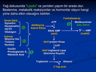 Yağ dokusunda “Lipoliz” ve yeniden yapım bir arada olur.
Beslenme, metabolik reaksiyonlar ve hormonlar olayın hangi
yöne daha etkin olacağını belirler.
Direkt Etkili
•Epinefrin
•Norepinefrin
•ACTH
•Glukagon
İndirekt
•Büyüme Hor.
•Tiroksin
•Kortizol

Fosfodiesteraz
ATP

⊕
⊕

•İnsülin
•Prostoglandin E1
•Nikotinik Asid

Aktifleşmiş
Adenil Siklaz

Metilksantinler
(Çay, kahve)

5 / — AMP

Siklik AMP
(aktif)

(inaktif)

Aktif protein Kinaz
ATP
Aktif trigliserid Lipaz
(Hormona Duyarlı)
Trigliserid

Gliserol
3 Yağ asidi

 