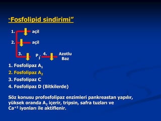 “Fosfolipid
1.

açil

2.

sindirimi”

açil
3.

P

i

4.

Azotlu
Baz

1. Fosfolipaz A1
2. Fosfolipaz A2
3. Fosfolipaz C
4. Fosfolipaz D (Bitkilerde)
Söz konusu profosfolipaz enzimleri pankreastan yapılır,
yüksek oranda A2 içerir, tripsin, safra tuzları ve
Ca+2 iyonları ile aktiflenir.

 