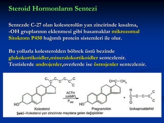 Steroid Hormonların Sentezi
Sentezde C-27 olan kolesterolün yan zincirinde kısalma,
-OH gruplarının eklenmesi gibi basamaklar mikrozomal
Sitokrom P450 bağımlı protein sistemleri ile olur.
Bu yollarla kolesterolden böbrek üstü bezinde
glukokortikoidler,mineralokortikoidler sentezlenir.
Testislerde androjenler,overlerde ise östrojenler sentezlenir.

 