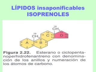 LÍPIDOS insaponificables
ISOPRENOLES
 