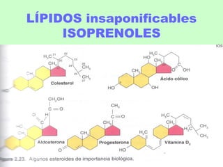 LÍPIDOS insaponificables
ISOPRENOLES
 