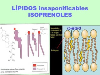 LÍPIDOS insaponificables
ISOPRENOLES
 