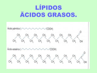 LÍPIDOS
ÄCIDOS GRASOS.
 