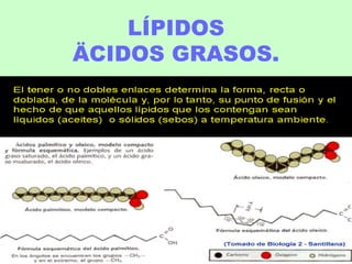 LÍPIDOS
ÄCIDOS GRASOS.
 
