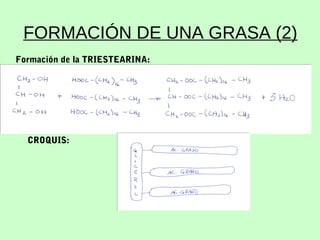 FORMACIÓN DE UNA GRASA (2)
Formación de la TRIESTEARINA:
CROQUIS:
 