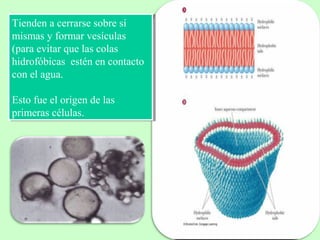 Tienden a cerrarse sobre sí
mismas y formar vesículas
(para evitar que las colas
hidrofóbicas estén en contacto
con el agua.
Esto fue el origen de las
primeras células.
Tienden a cerrarse sobre sí
mismas y formar vesículas
(para evitar que las colas
hidrofóbicas estén en contacto
con el agua.
Esto fue el origen de las
primeras células.
 