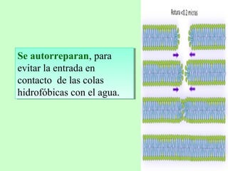 Se autorreparan, para
evitar la entrada en
contacto de las colas
hidrofóbicas con el agua.
Se autorreparan, para
evitar la entrada en
contacto de las colas
hidrofóbicas con el agua.
 