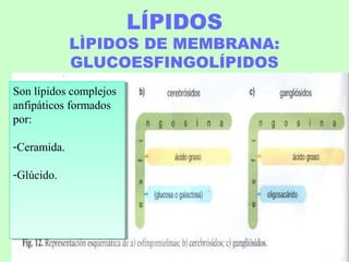 LÍPIDOS
LÌPIDOS DE MEMBRANA:
GLUCOESFINGOLÍPIDOS
Son lípidos complejos
anfipáticos formados
por:
-Ceramida.
-Glúcido.
Son lípidos complejos
anfipáticos formados
por:
-Ceramida.
-Glúcido.
 